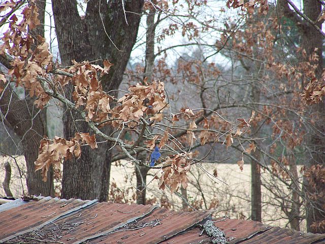Another Bluebird