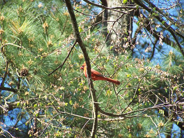 cardinal in tree close