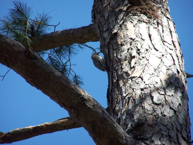 woodpecker pecks tree