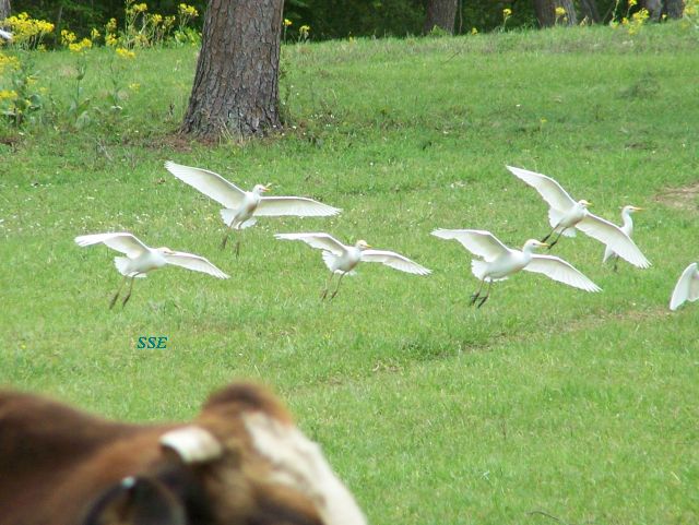 Cattle egret flying