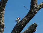 Red-Headed Woodpecker Pecking