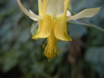 Golden Columbine Flower along River Walk Trail, Zion National Park