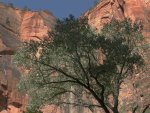 Live tree and cliffs, Zion National Park