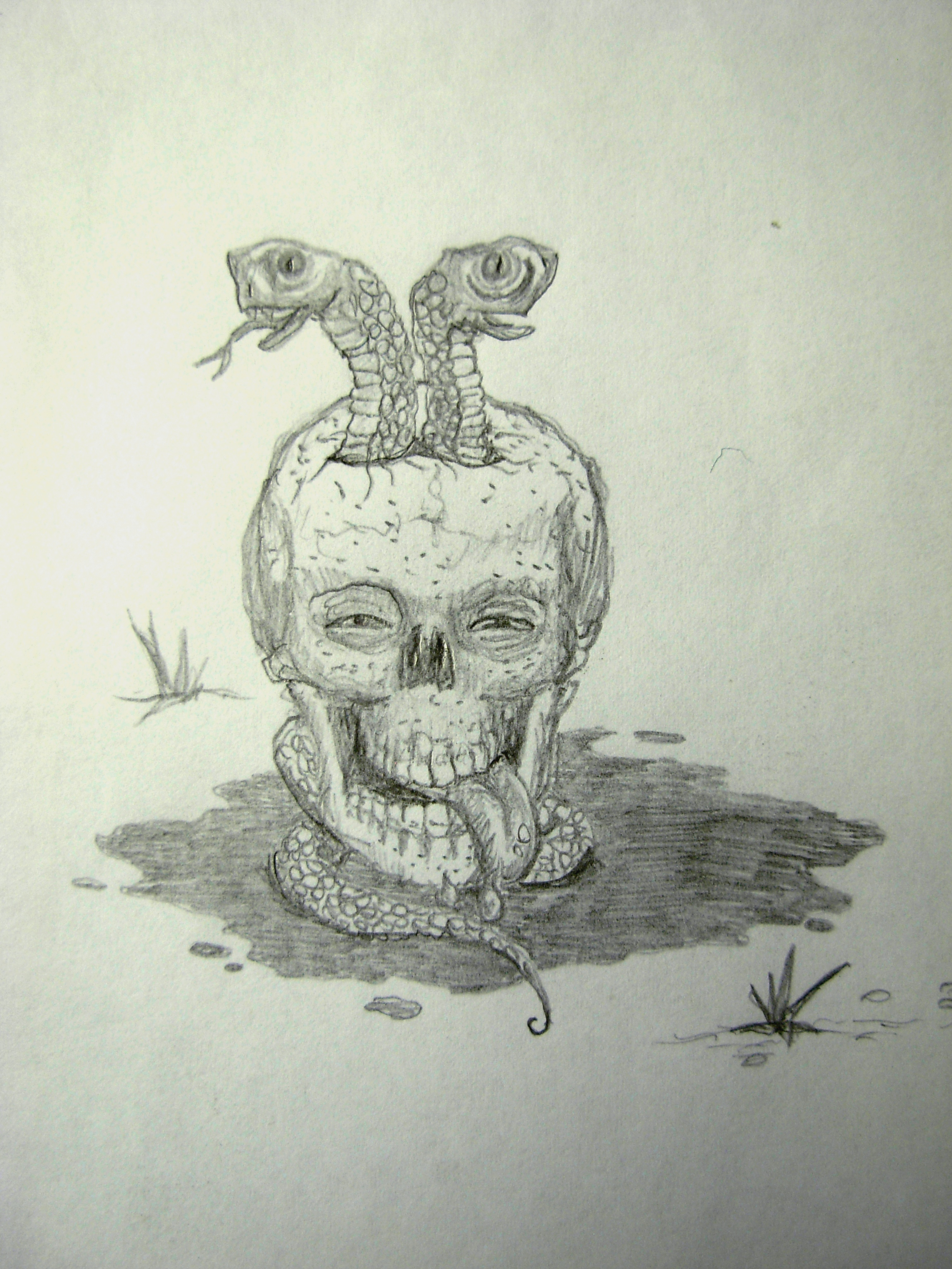 Skull with Snakes