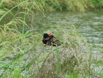 Red-winged Blackbird, Lake Forest Park