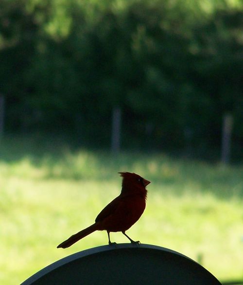 Cardinal in silhouette