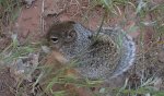 Squirrel eating grass seeds at Zion National Park