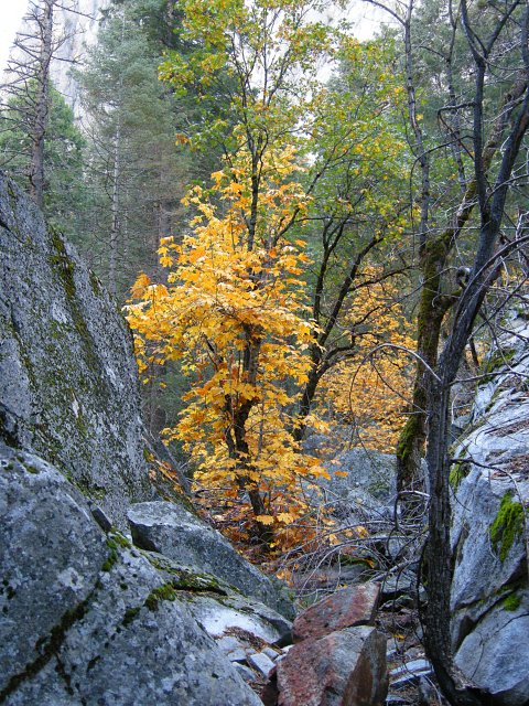 Fall color between a couple of rocks