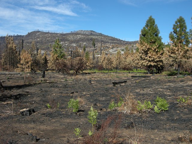 Plants are appearing after the Big Meadow Fire