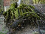 Tree roots on the bank of the Merced River