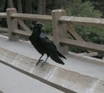 Common Raven at Lower Yosemite Falls
