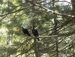 Two Ravens in a Tree