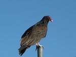 Vulture on a pole