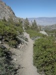 Manzanita on the Kearsarge Pass Trail