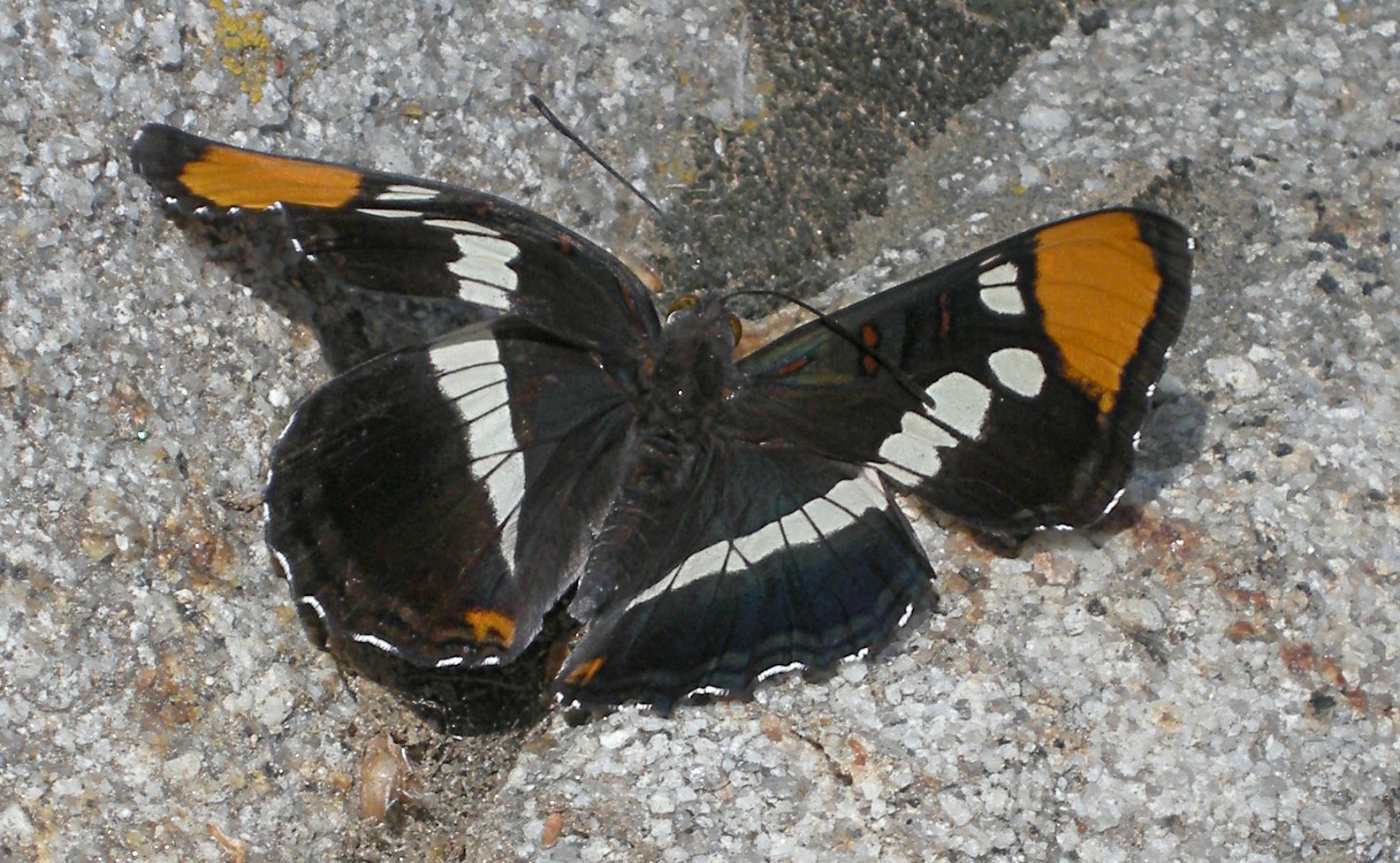 Butterfly on Granite