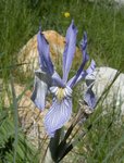 Wild Iris at North Lake