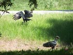 Vultures in our front yard