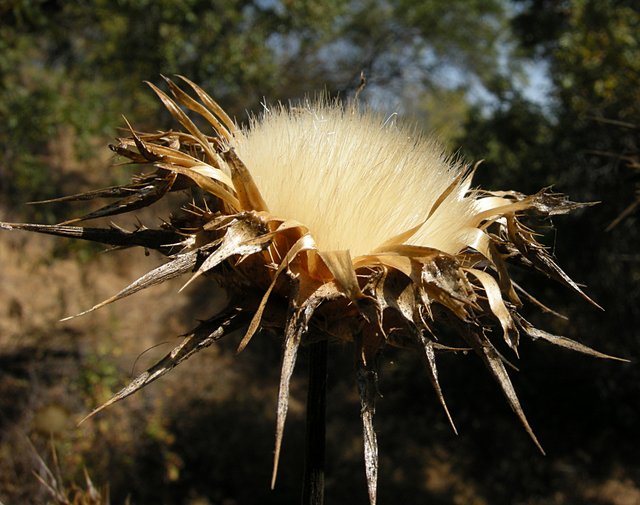 Thistle on the Colby Trail