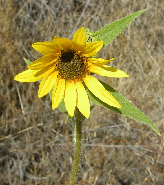 Sunflower on the Colby Trail