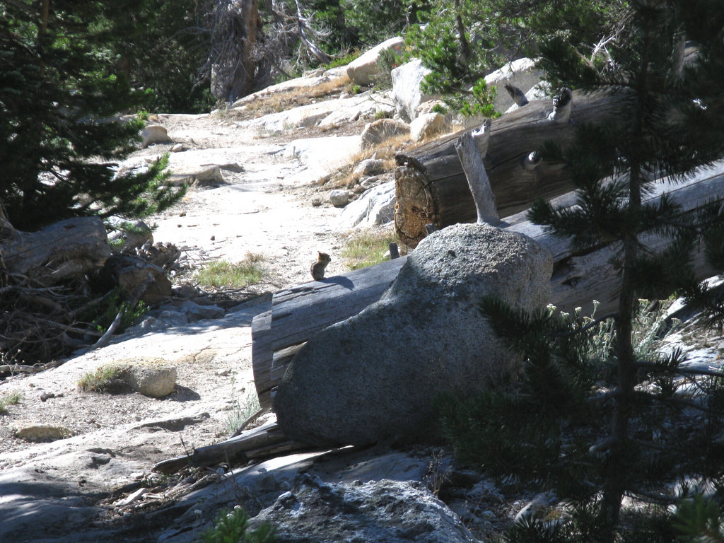 Yosemite 2010 049