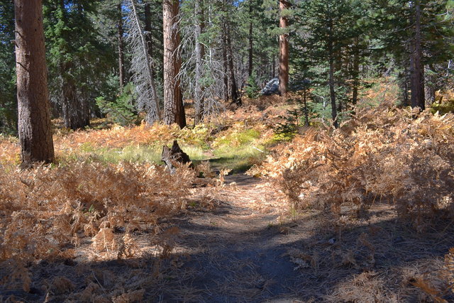 Trail approaching Saddle Junction