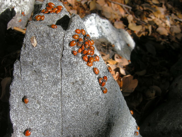 Ladybugs on granite