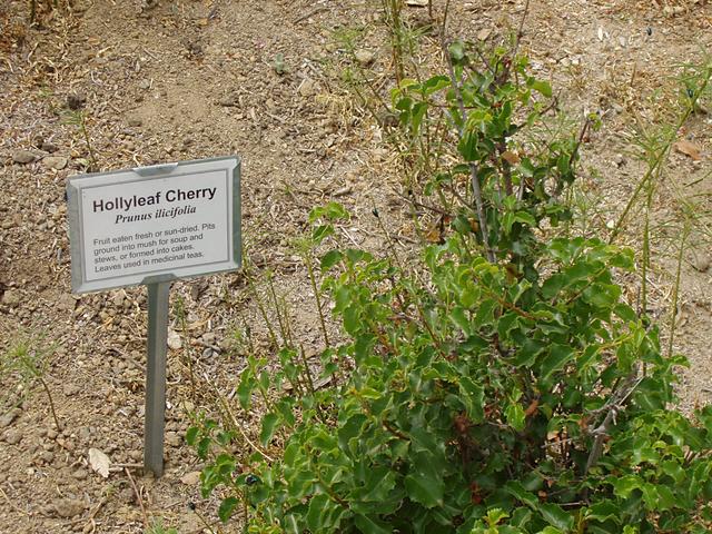 Hollyleaf Cherry