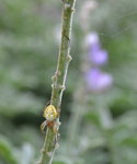 Spider on a lupine
