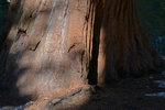 Bottom of sequoia tree
