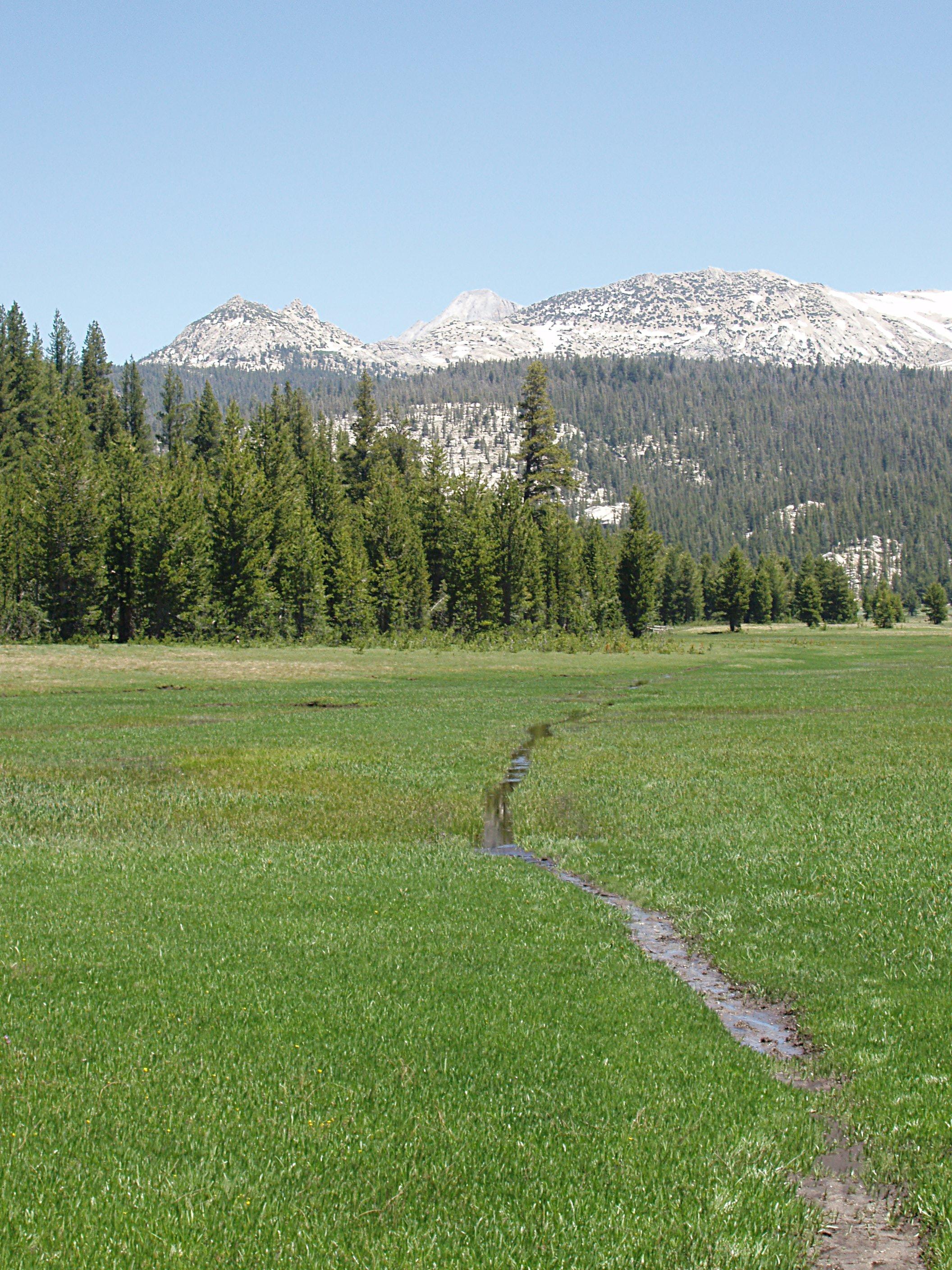 Wet Trail at Tuolumne Meadows in the Spring