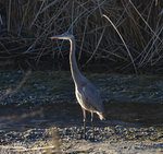 Great Blue Heron at the Owens River