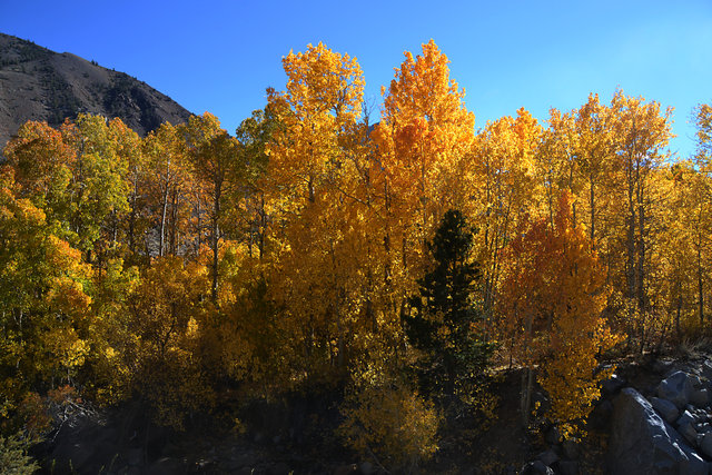 Fall color - Aspen near Grant Lake 