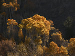 Eastern Sierra Fall Color