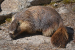 Marmot on the May Lake Trail