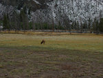 Lone elk grazing