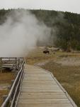 Walkway and Bison at Firehole Lake