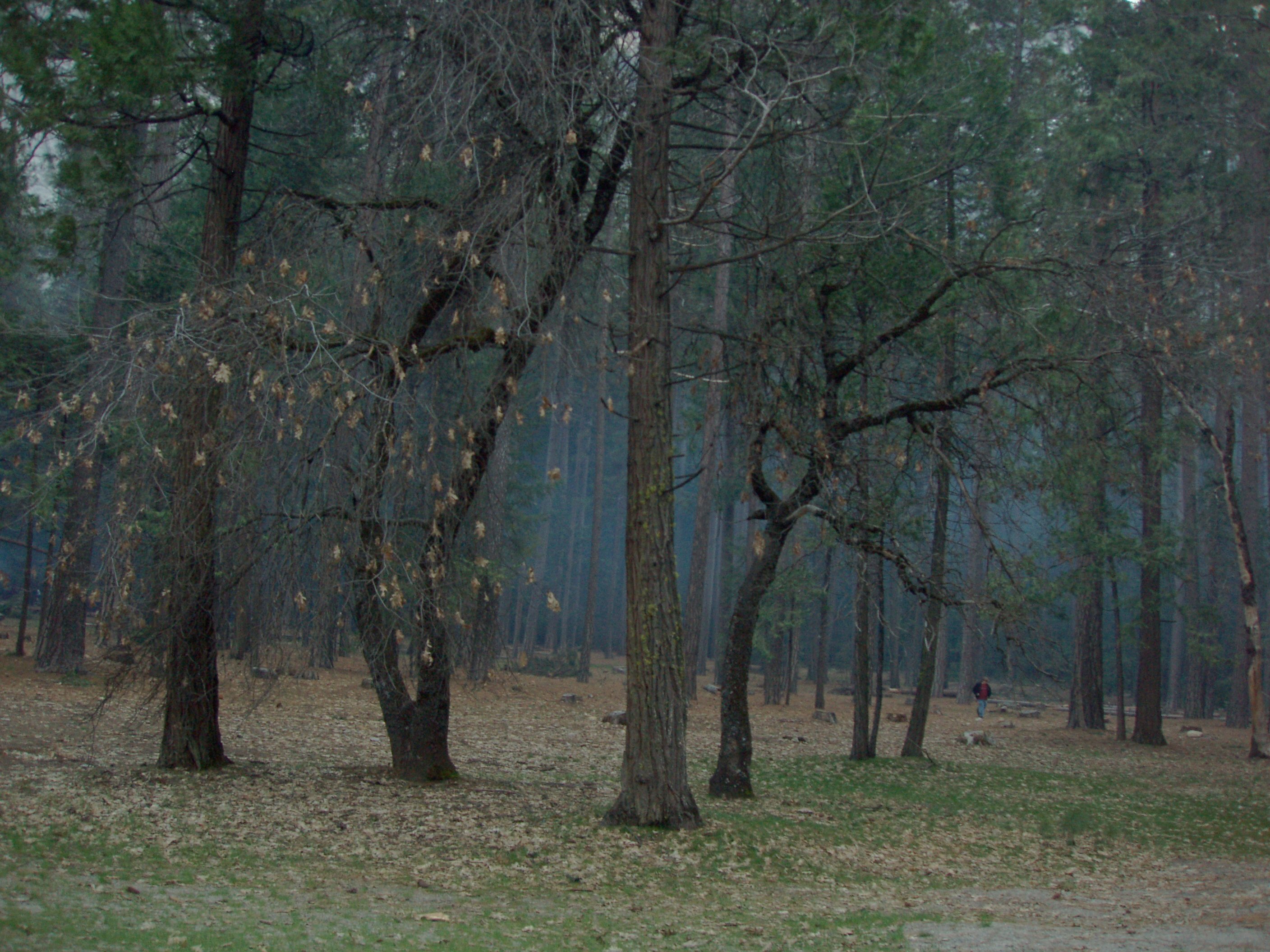 Upper Pines Campground Smoke