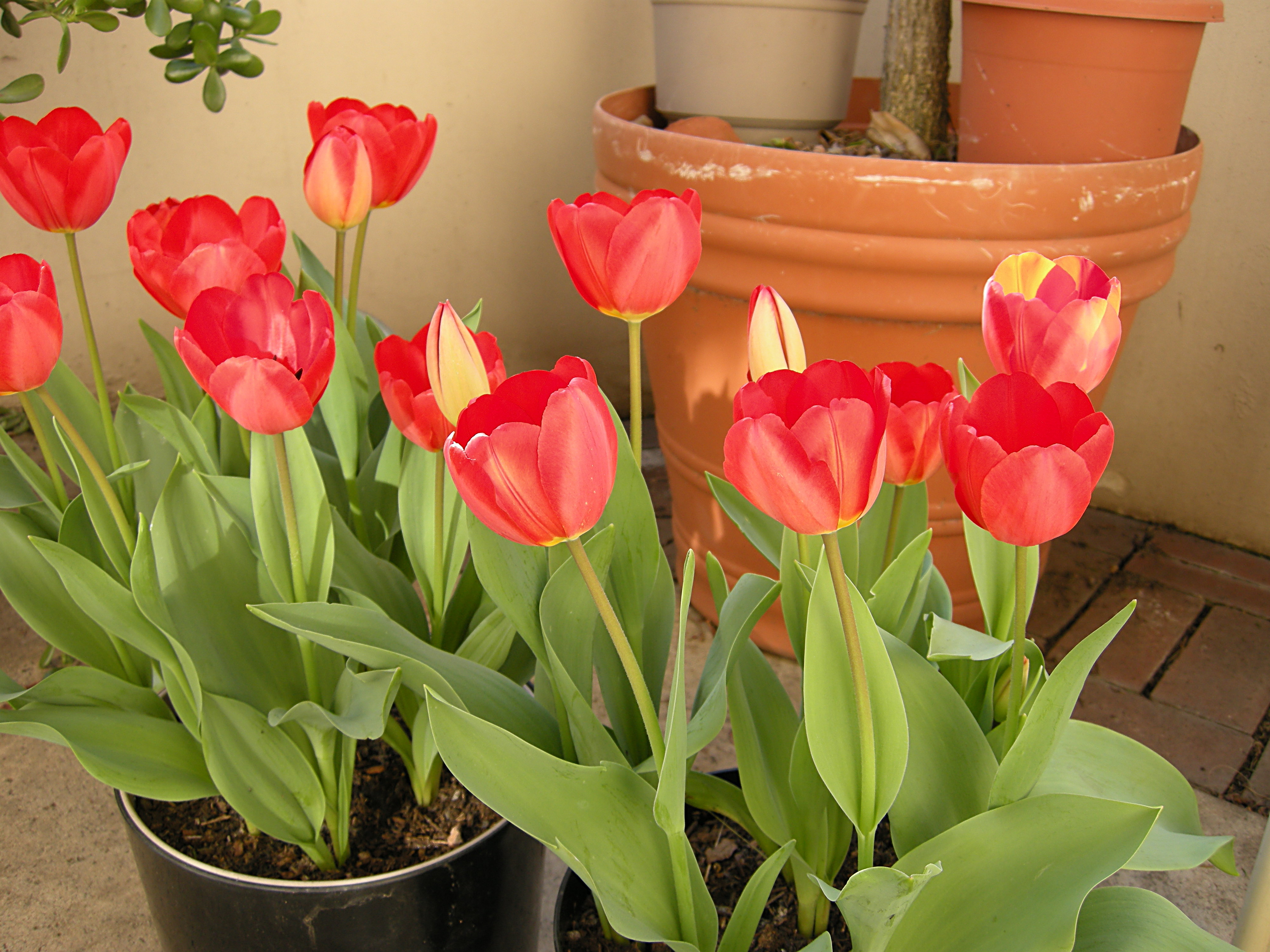 Tulips in Pots