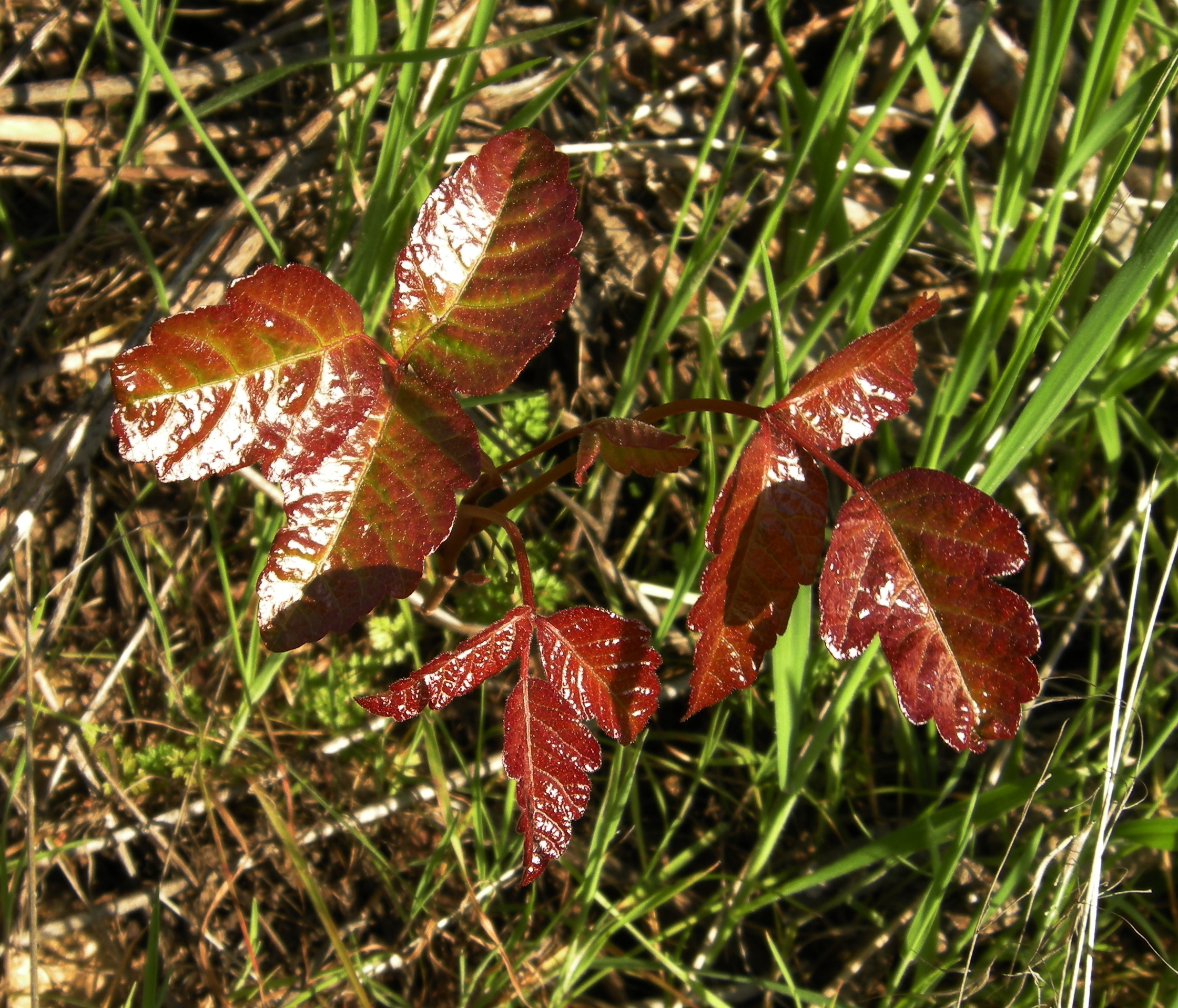 New Growth of Poison Oak with Shiny Red Leaves