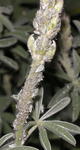 Aphids on Lupine