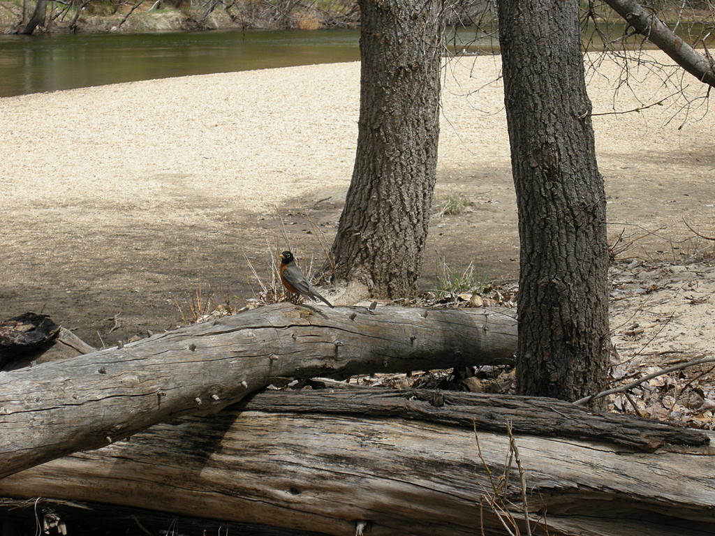 Robin on a Log Near the Merced River