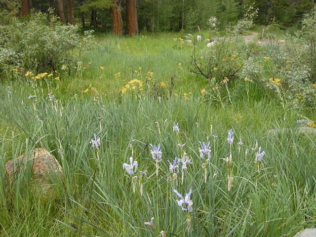 Wildflowers at North Lake Campground