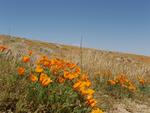 California Poppies, Antelope Valley