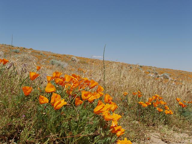 California Poppies, Antelope Valley