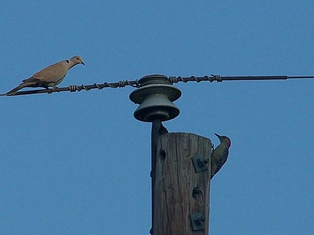 Dove and Woodpecker