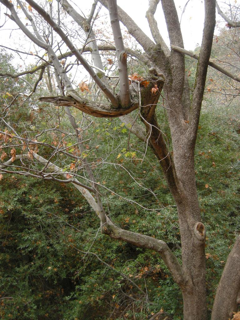 Last Few Leaves of Fall