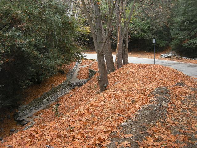 Roadside Leaves