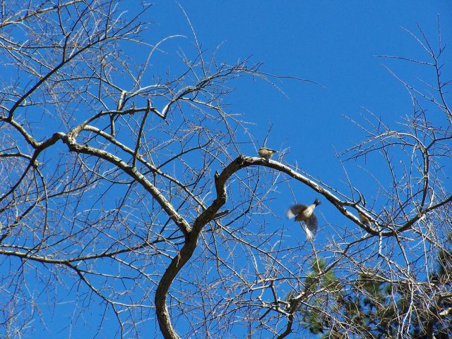 Bird in flight