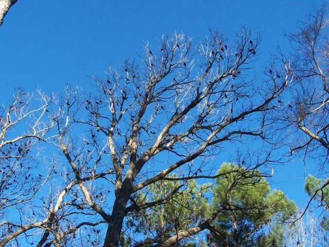 Huge flock of Grackles