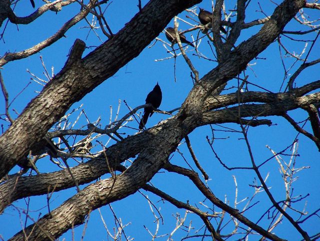 Grackles close up